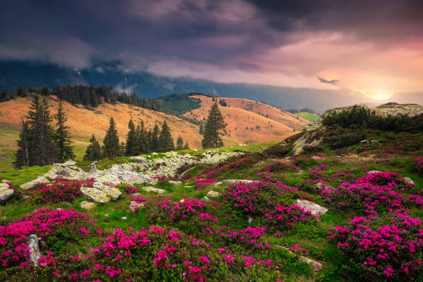 日の出、カルパチア、ルーマニアでピンクシャクナゲの花と素晴らしい場所 - european alps carpathian mountain range evergreen tree tree ストックフォトと画像