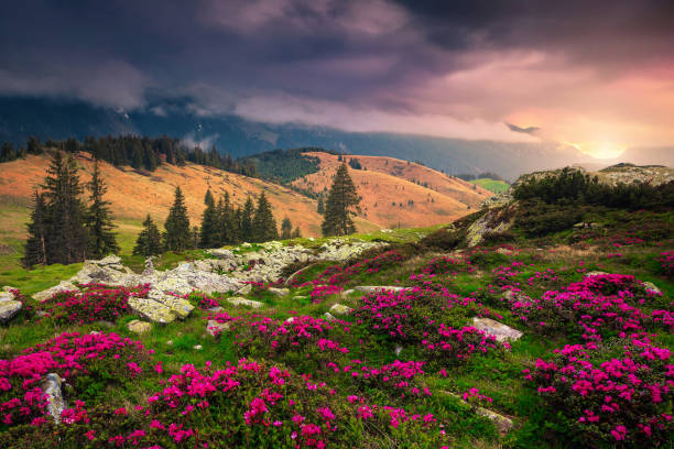 일출, 카르파티아, 루마니아에서 분홍색 진달래 꽃과 놀라운 장소 - european alps carpathian mountain range evergreen tree tree 뉴스 사진 이미지