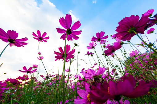 Beautiful cosmos flowers are blooming in the gardens under the blue sky background
