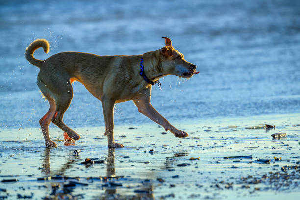 istock Vancouver Island British Columbia 1247634641
