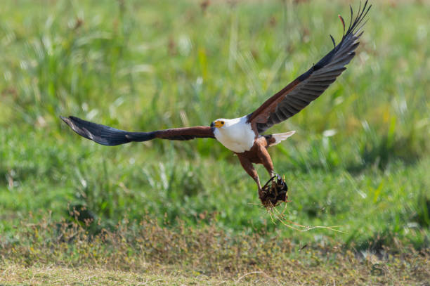 istock A Sea Eagle Carrying Twigs To Build A Nest 1247634917