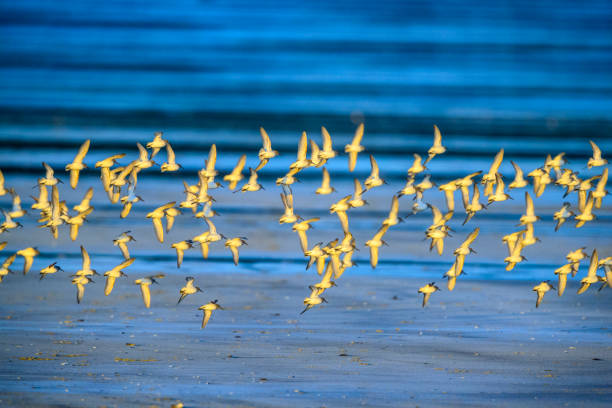 istock Vancouver Island British Columbia 1247635007