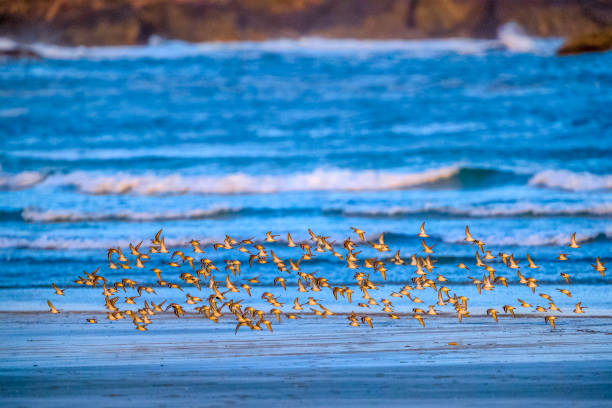 istock Vancouver Island British Columbia 1247637635
