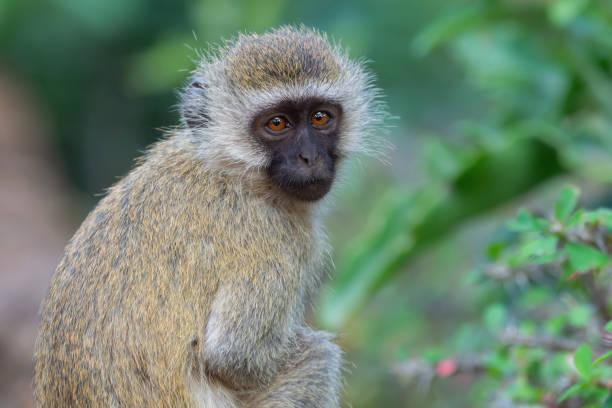 istock A Young Vervet Monkey in Amboseli National Park 1247637710