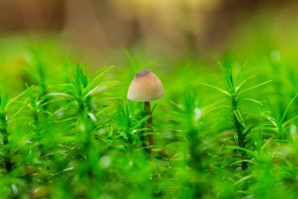 istock small closeup fungus mushrooms in a moss 1247638038