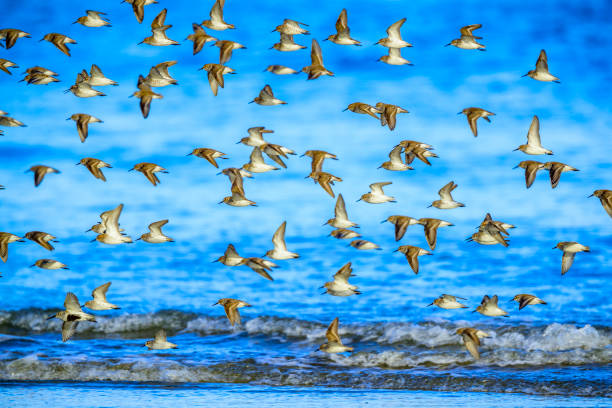 istock Vancouver Island British Columbia 1247640158