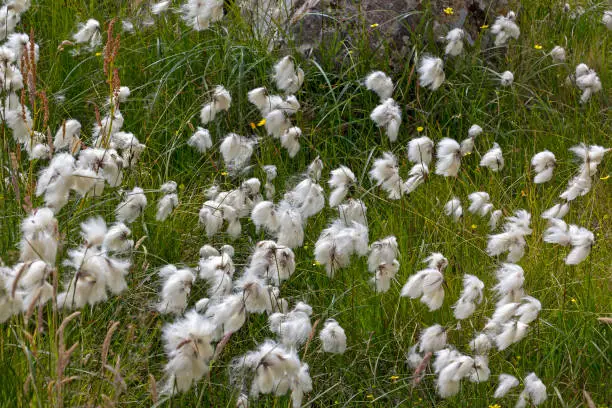 Detail of a meadow with cottongrass. Eriophorum (cottongrass, cotton-grass or cottonsedge) is a genus of flowering plants. They are found throughout the arctic, subarctic, and temperate portions of the Northern Hemisphere