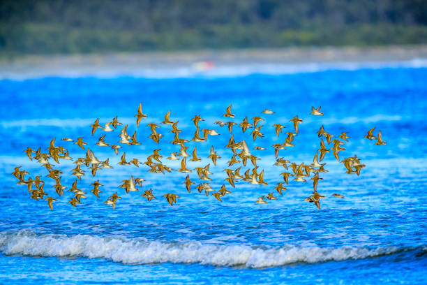 istock Vancouver Island British Columbia 1247643395