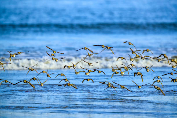 istock Vancouver Island British Columbia 1247646951