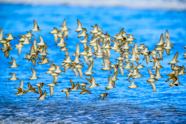 istock Vancouver Island British Columbia 1247647482