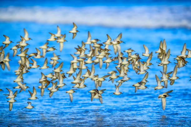 istock Vancouver Island British Columbia 1247647553