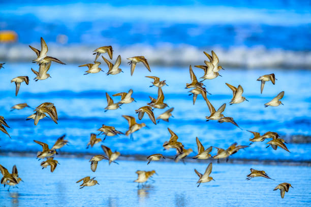 istock Vancouver Island British Columbia 1247647857