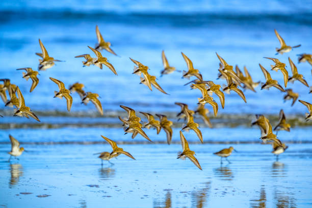 istock Vancouver Island British Columbia 1247647939
