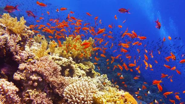 istock Beautiful tropical coral reef with shoal or coral fish 1247650724