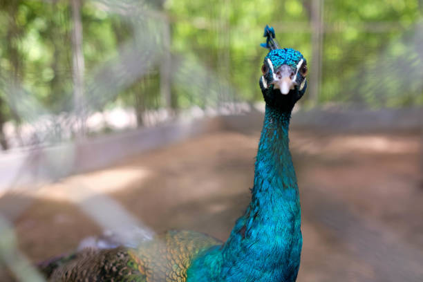 istock Beautiful Peacock in the cage with foreground depth of field 1247650893