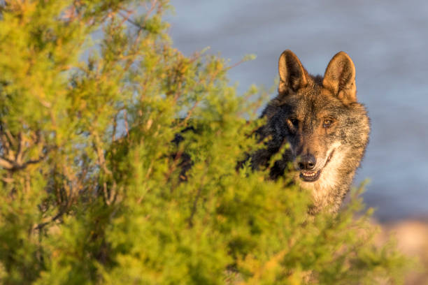 Iberian wolf (Canis lupus signatus) stock photo