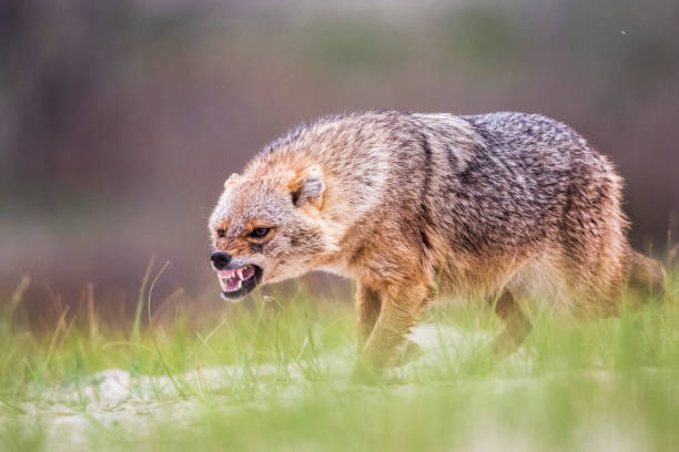 istock Eurasian Golden Jackal (Canis aureus moreoticus) 1247651008