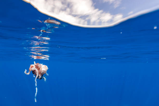 istock Rest parts of a dead Giant Squid 1247652278