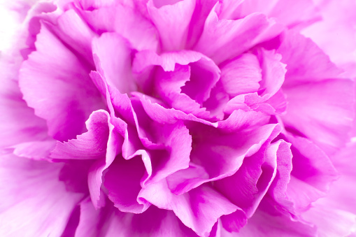 Pink carnation flower head closeup petal detail background