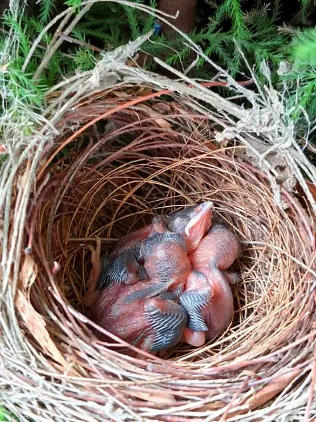 Nest, infant bird, little bird, cute bird