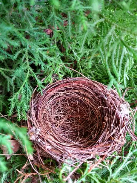 Nest, bird