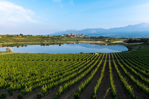 Vineyard and Carralogroño lake with Laguardia town as background, Rioja Alavesa in Spain