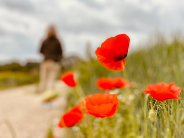 istock Picking poppy flowers 1247654753