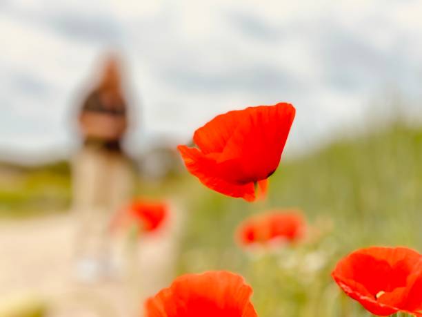 istock Picking poppy flowers 1247654759
