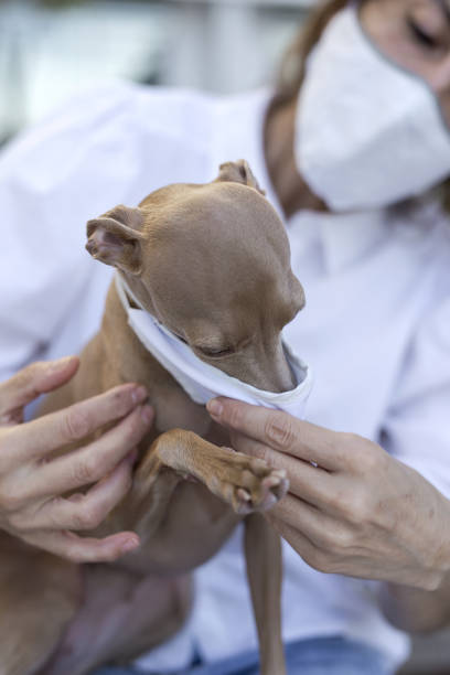 istock dog outdoors with protective mask for coronavirus 1247657686