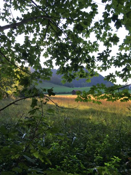 istock Road in nature, Idyll, Upper Bavaria, Germany 1247658769