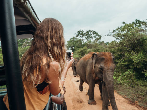 frau auf safari aus geöffnetem auto kommen, um foto von familie elefanten vorbei mit handy zu nehmen - sri lanka fotos stock-fotos und bilder