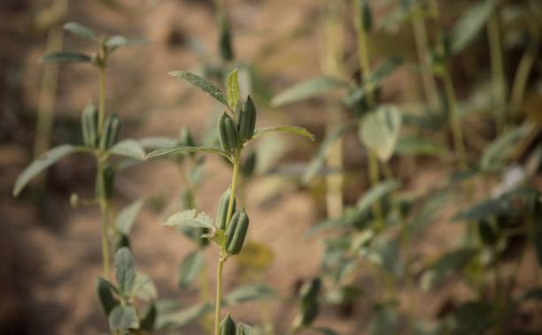 baccelli di sesamo bianco con messa a fuoco selettiva nel suo impianto - vitamin pill summer plant crop foto e immagini stock