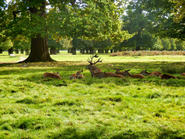 istock Red Deer Stag and Hinds 1247660187