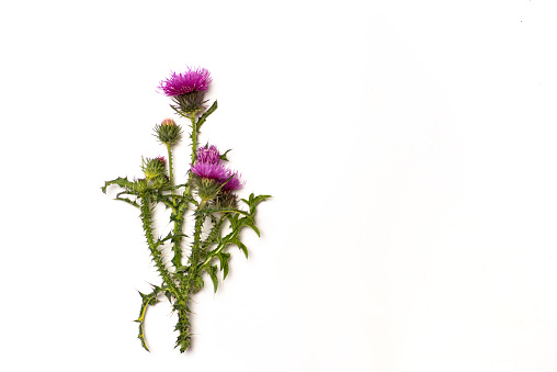 Seeds of a milk thistle with flowers Silybum marianum; Scotch Thistle; Marian thistle. Medicinal herb.