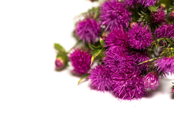 istock Milk thistle flower isolated on white 1247660906
