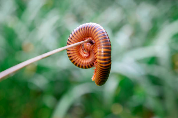 Walking on the forest floor past pine cones and pine needles, a millipede hunts the French Beach Provincial Park on Vancouver Island, British Columbia.