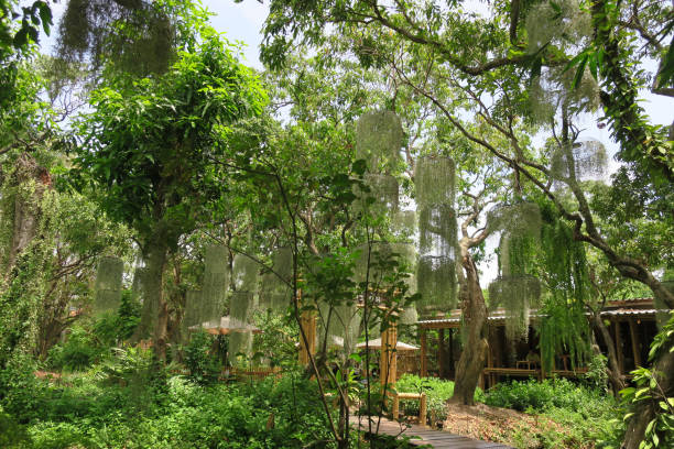 istock Tree in the backyard, asia, bangkok, thailand 1247667323