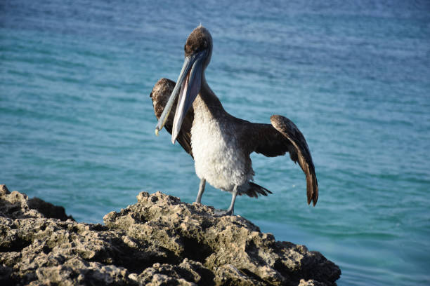 istock Stunning Large Pelican Fluffing His Feathers Along Coast 1247667471
