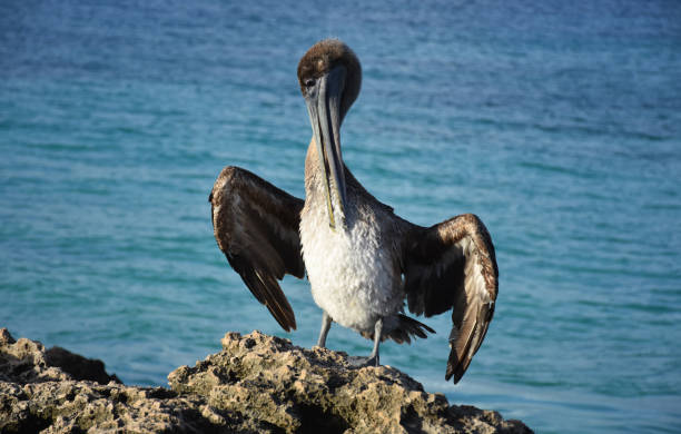 istock Stunning Large Pelican Fluffing His Feathers Along Coast 1247667537