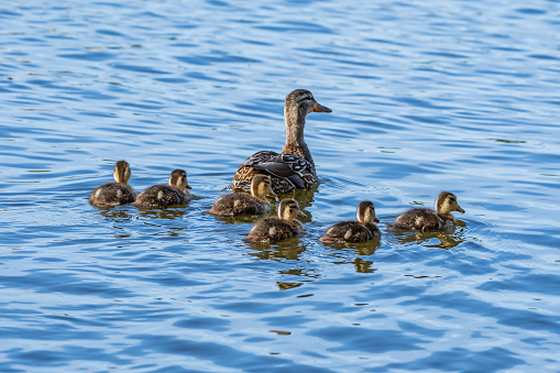 a family of mallard mother and her chicks swimming in the mystic river