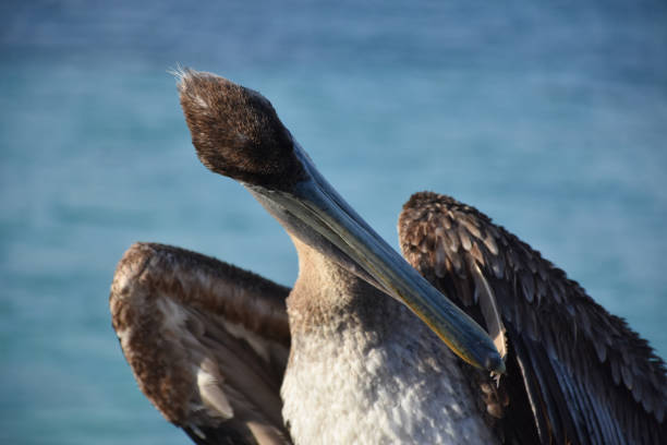 Up close to a pelican preening his feathers.