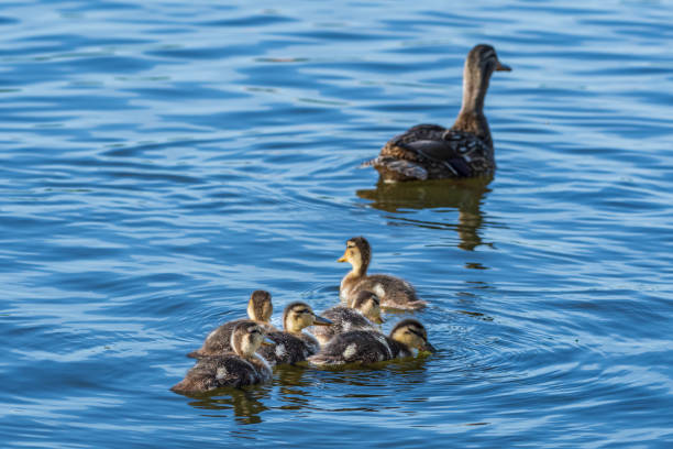 istock mallard mother and her chicks 1247672346