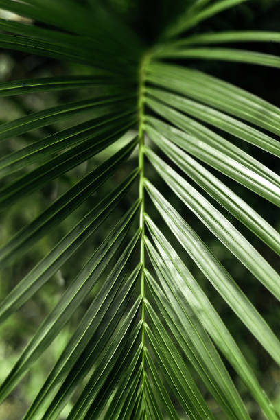 Tropical palm leaves, floral pattern background