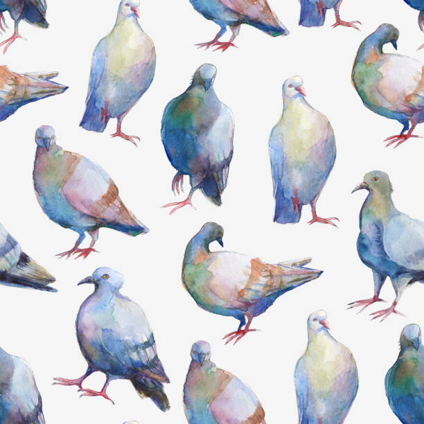 wzór akwareli rysowane ptaki. kolekcja gołębi malarskich. - gołąb ilustracje zdjęcia i obrazy z banku zdjęć
