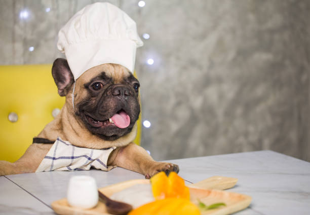 istock French bulldog in chef's hat 1247676295