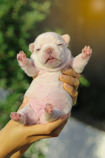 istock little white French bulldog 1247676301