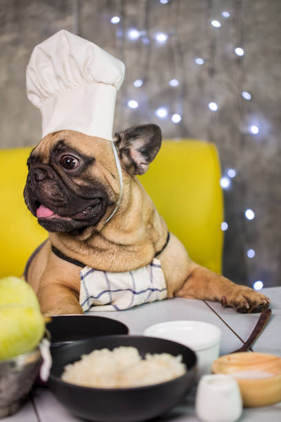 istock French bulldog in chef's hat 1247676817