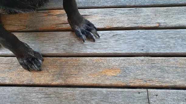 Closeup of black Labrado Retriever dog paws sitting to wait for feeding food on wooden walkway in the house. Blank space for text.