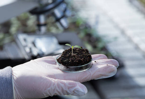 istock Biologist holding sprout in soil in petri dish 1247678087