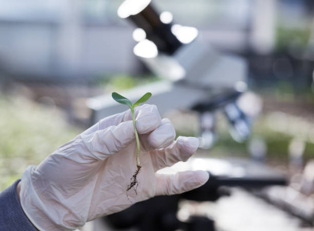 istock Biologist holding sprout in front of microscope in greenhouse 1247678107